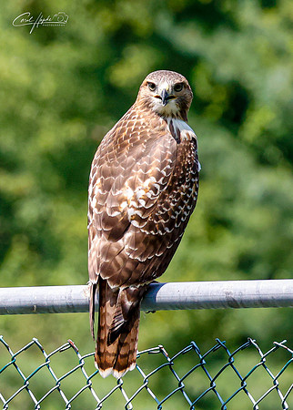 Cooper's Hawk - 1